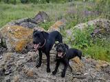 Собаки, щенята Джек Рассел тер'єр, ціна 15000 Грн., Фото