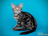 Кошки, котята Американская короткошерстная, цена 20000 Грн., Фото