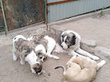 Собаки, щенята Середньоазіатська вівчарка, ціна 2500 Грн., Фото