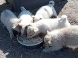 Собаки, щенки Западно-Сибирская лайка, цена 1800 Грн., Фото