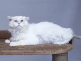 Кішки, кошенята Безпорідна, ціна 10 Грн., Фото