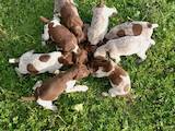 Собаки, щенки Разное, цена 1600 Грн., Фото