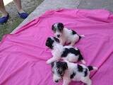 Собаки, щенки Жесткошерстный фокстерьер, цена 2500 Грн., Фото