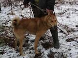 Собаки, щенки Западно-Сибирская лайка, цена 4500 Грн., Фото