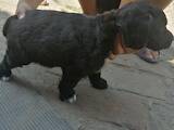 Собаки, щенки Русский спаниель, цена 600 Грн., Фото