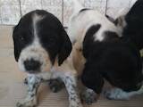 Собаки, щенки Русский спаниель, цена 8000 Грн., Фото