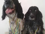 Собаки, щенята Російський спаніель, ціна 8000 Грн., Фото
