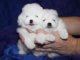 Собаки, щенки Померанский шпиц, цена 54000 Грн., Фото
