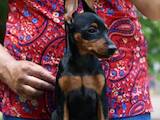 Собаки, щенята Карликовий пінчер, ціна 17000 Грн., Фото