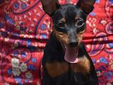 Собаки, щенята Карликовий пінчер, ціна 17000 Грн., Фото