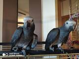 Папуги й птахи Папуги, ціна 27000 Грн., Фото