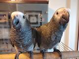 Папуги й птахи Папуги, ціна 27000 Грн., Фото