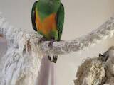 Папуги й птахи Папуги, ціна 9500 Грн., Фото