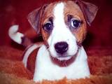 Собаки, щенята Джек Рассел тер'єр, Фото