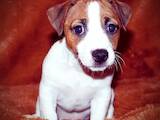 Собаки, щенки Джек Рассел терьер, цена 17000 Грн., Фото