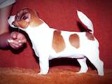 Собаки, щенята Джек Рассел тер'єр, ціна 17000 Грн., Фото
