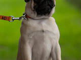 Собаки, щенята Мопс, ціна 13000 Грн., Фото