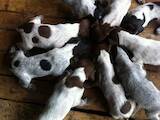 Собаки, щенята Німецька гладкошерста лягава, ціна 2500 Грн., Фото