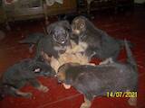 Собаки, щенята Німецька вівчарка, ціна 2000 Грн., Фото
