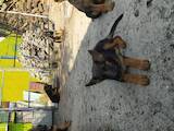 Собаки, щенята Німецька вівчарка, ціна 3500 Грн., Фото