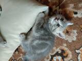 Кошки, котята Британская короткошерстная, цена 1 Грн., Фото