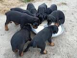 Собаки, щенки Ягдтерьер, цена 1500 Грн., Фото