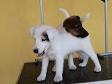 Собаки, щенята Гладкошерста фокстер'єр, ціна 13600 Грн., Фото