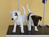Собаки, щенята Гладкошерста фокстер'єр, ціна 13600 Грн., Фото