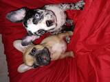 Собаки, щенки Французский бульдог, цена 12000 Грн., Фото