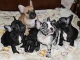 Собаки, щенки Французский бульдог, цена 12000 Грн., Фото