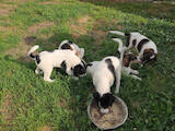 Собаки, щенята Естонський гончак, ціна 500 Грн., Фото