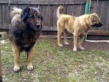 Собаки, щенята Кавказька вівчарка, ціна 4000 Грн., Фото