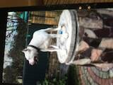 Собаки, щенята Аргентинський дог, ціна 10 Грн., Фото