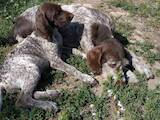 Собаки, щенки Немецкая жесткошерстная легавая, цена 2500 Грн., Фото