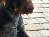 Собаки, щенята Німецька жорсткошерста лягава, ціна 2500 Грн., Фото