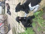 Собаки, щенята Німецька гладкошерста лягава, ціна 800 Грн., Фото