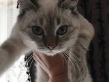 Кошки, котята Тайская, цена 1000 Грн., Фото