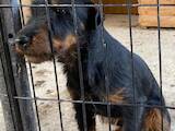 Собаки, щенята Ягдтер'єр, ціна 100 Грн., Фото