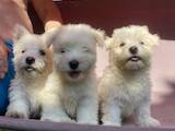 Собаки, щенки Вестхайленд уайт терьер, цена 25000 Грн., Фото