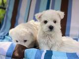 Собаки, щенята Вестхайленд уайт тер'єр, ціна 25000 Грн., Фото