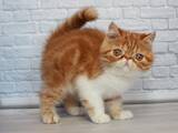 Кішки, кошенята Екзотична короткошерста, ціна 16500 Грн., Фото