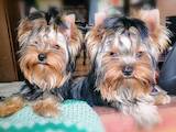 Собаки, щенята Йоркширський тер'єр, ціна 8000 Грн., Фото