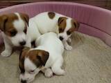 Собаки, щенки Джек Рассел терьер, цена 1000 Грн., Фото