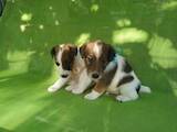 Собаки, щенки Гладкошерстный фокстерьер, цена 1800 Грн., Фото