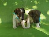 Собаки, щенята Гладкошерста фокстер'єр, ціна 1800 Грн., Фото