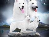 Собаки, щенки Белая Швейцарская овчарка, цена 10000 Грн., Фото