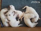 Собаки, щенята Біла Швейцарська вівчарка, ціна 10000 Грн., Фото