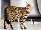 Кошки, котята Бенгальская, цена 8000 Грн., Фото