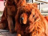 Собаки, щенки Тибетский мастиф, цена 15000 Грн., Фото