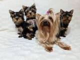 Собаки, щенята Йоркширський тер'єр, ціна 10000 Грн., Фото